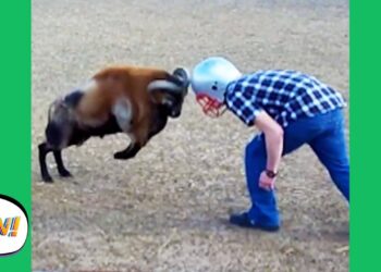 Talk About A HARD-HEADED FAIL! ? | Funny Videos| AFV 2020