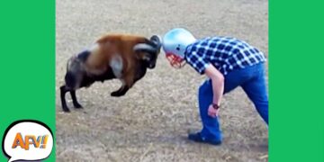 Talk About A HARD-HEADED FAIL! ? | Funny Videos| AFV 2020