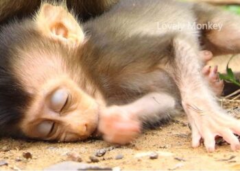 A Lot Of Fun From Baby Rex Doing More Hyperactivity. Second Update How Is Alexander Troop Right Now?