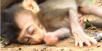 A Lot Of Fun From Baby Rex Doing More Hyperactivity. Second Update How Is Alexander Troop Right Now?