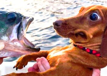 ? Funniest ? Dogs and ? Cats – Awesome Funny Pet Animals Videos ?