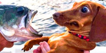 ? Funniest ? Dogs and ? Cats – Awesome Funny Pet Animals Videos ?