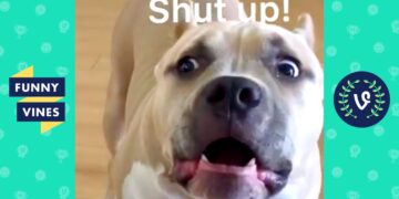 TRY NOT TO LAUGH – Funny Animals Videos!