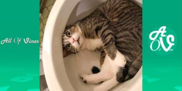 Try Not To Laugh Watching Funny Animals Compilation | Funniest Animals Vines 2019