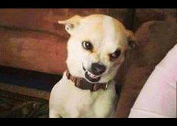 Funniest Animals ? – Best Of The 2020 Funny Animal Videos ? – Cutest Animals Ever