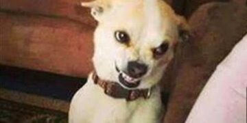 Funniest Animals ? – Best Of The 2020 Funny Animal Videos ? – Cutest Animals Ever