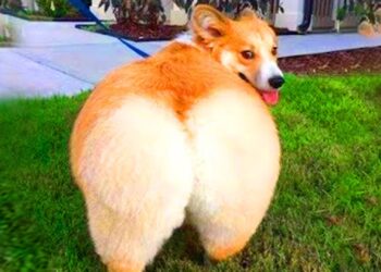 Try Not To Laugh – At This Super Funny Dogs Video Compilation