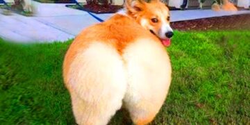 Try Not To Laugh – At This Super Funny Dogs Video Compilation