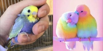 Funny Parrots Videos Compilation cute moment of the animals – Cutest Parrots #2