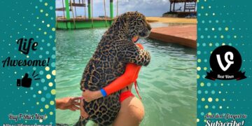 Try Not To Laugh : Funny Animals Trolling Human – Funny Fails Video 2020