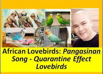 African Lovebirds: Pangasinan Jingle Rap Music – Quarantine Effect Lovebirds