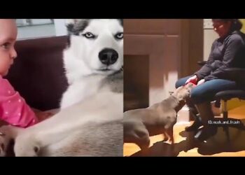 Pit bull not guilty ?? | funny videos| husky attitude