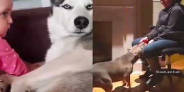 Pit bull not guilty ?? | funny videos| husky attitude