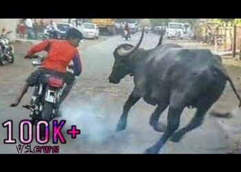 Indian Funny Videos hd Hindi 2017 | Indian Funny Video Clips Try Not to laugh