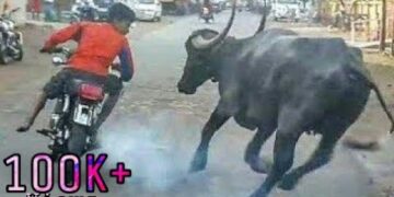 Indian Funny Videos hd Hindi 2017 | Indian Funny Video Clips Try Not to laugh