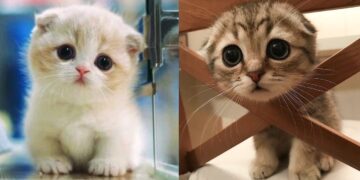 Baby Cats – Cute and Funny Cat Videos Compilation #8 | Aww Animals