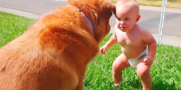 TRY NOT TO LAUGH – Funny Babies and Animals   – Funny Baby Video Compilation 2020