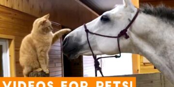 Funniest Videos for Pets to Watch Compilation | Funny Pet Videos