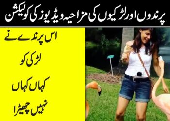 Fun with Animals and Fools – Funny Video in Urdu