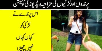 Fun with Animals and Fools – Funny Video in Urdu