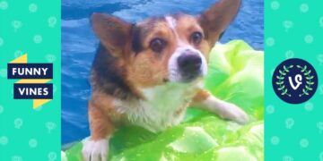 TRY NOT TO LAUGH – Cute DOG Videos | Funny Videos January 2019