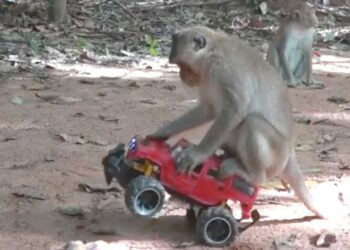 How To Make Fun With Monkeys – Everyday Monkey Funny Videos