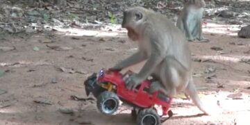 How To Make Fun With Monkeys – Everyday Monkey Funny Videos
