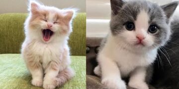 Baby Cats – Cute and Funny Baby Cat Videos Compilation