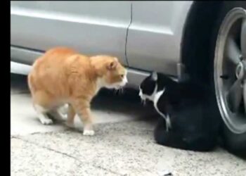 Learn to speak Spanish quickly with funny videos on youtube