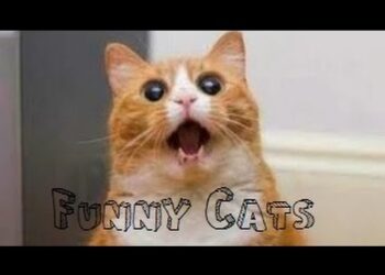 Funny Videos – Funny Cats Compilation – Funny Animals