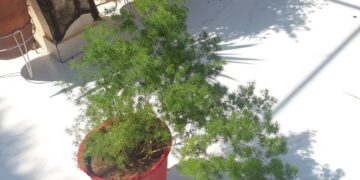 How to Grow and Care Ming Fern / Asparagus Macowinii || Fun Gardening