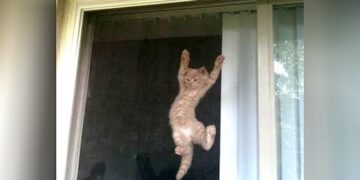 COLLECTION of the FUNNIEST VIDEOS EVER! – You will LAUGH ALL DAY