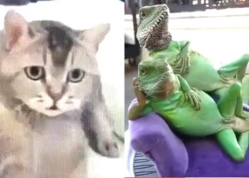 WTF ARE YOU ? ?? l Crazy Fun | Funny Videos 2020  @Rogue Huckster ​