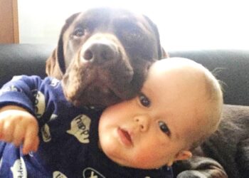 Funny moments of Dog and Baby | Dog loves Baby Video