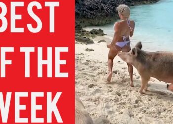 Pig Bites Supermodel and other fails! || Best fails and funny videos of the week! || February 2019!