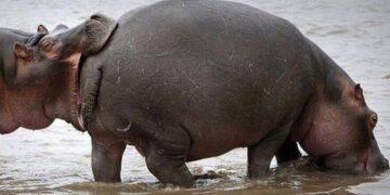 Funniest Animal Videos  – Try not to laugh with Funny Animal's Life Compilation