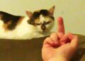 CAT MEMES & FUNNY VIDEOS 2020