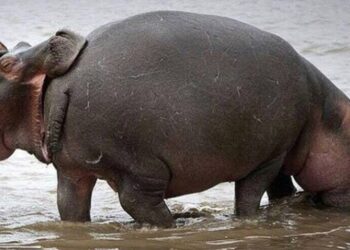 AWW Funniest Animals ? – Best Of The 2020 Funny Animal Videos ? – Cutest Animals Ever