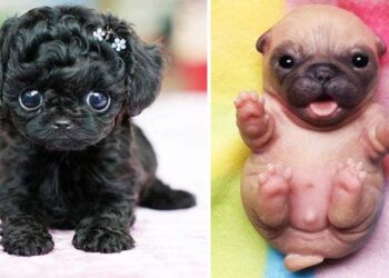 AWW CUTE BABY ANIMALS Videos Compilation Funniest and cutest moments – Cutest animals #3