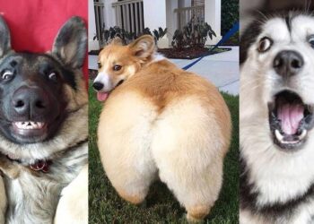 ⚠️ You will get STOMACH ACHE FROM LAUGHING SO HARD ??Funny Dog Videos 2020
