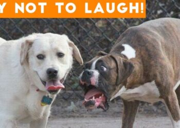 Try Not To Laugh At This Ultimate Funny Dog Video Compilation | Funny Pet Videos
