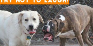 Try Not To Laugh At This Ultimate Funny Dog Video Compilation | Funny Pet Videos