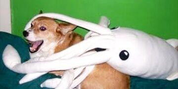 Best Of 2020 – Top Funny Pet Videos – TRY NOT TO LAUGH