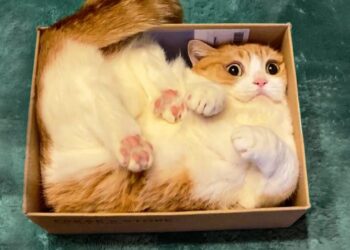 Best Funny Cats ? And Dogs ? Videos – Funny Cat Reactions -Try Not To Laugh!