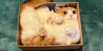 Best Funny Cats ? And Dogs ? Videos – Funny Cat Reactions -Try Not To Laugh!