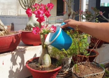 Saturday Gardening Works – Weekend Gardening Works || Fun Gardening