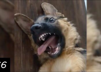 Funny Videos With German Shepherds ?? | Dogs And Puppies