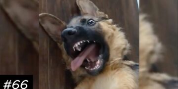 Funny Videos With German Shepherds ?? | Dogs And Puppies