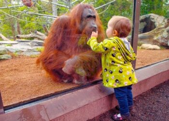 TRY NOT TO LAUGH | Funny Babies At The Zoo  – LAUGH TRIGGER